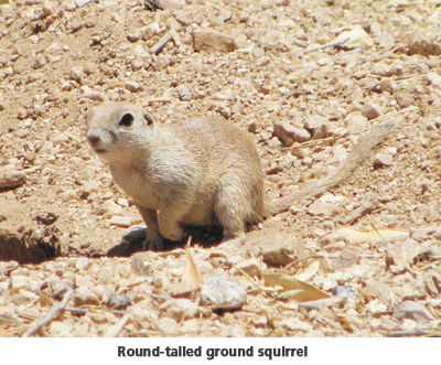 round tailed squirrel